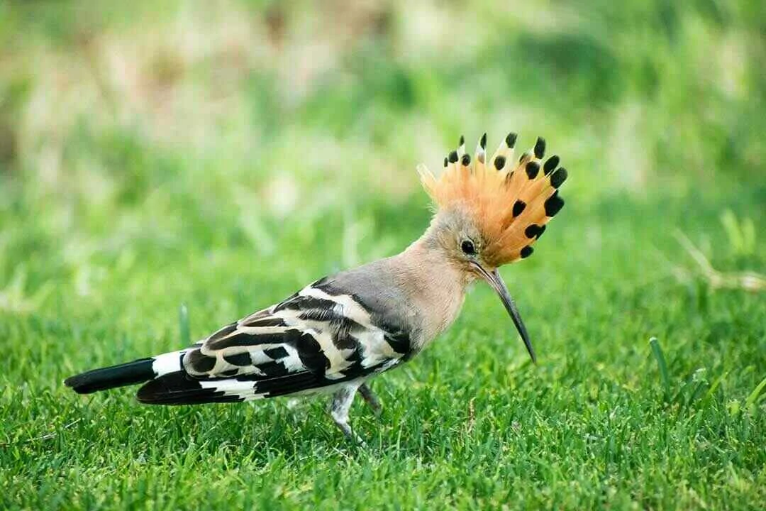 Eurasian Hoopoe Close Up